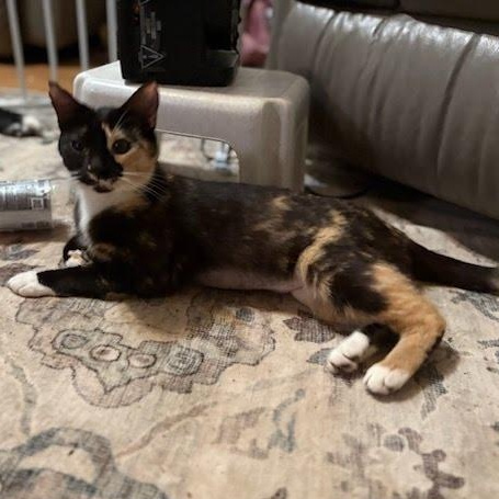 Enlarge Emma-Lee, a ADOPTABLE Domestic Short Hair in Oswego, NY image 3/4