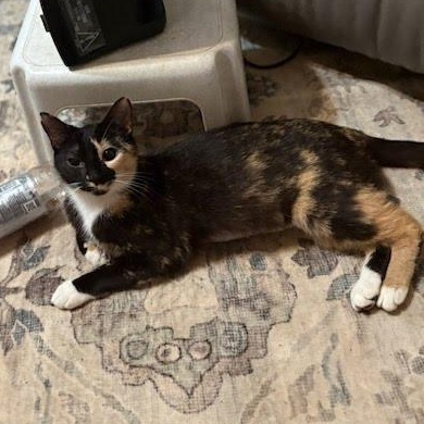 Enlarge Emma-Lee, a ADOPTABLE Domestic Short Hair in Oswego, NY image 4/4