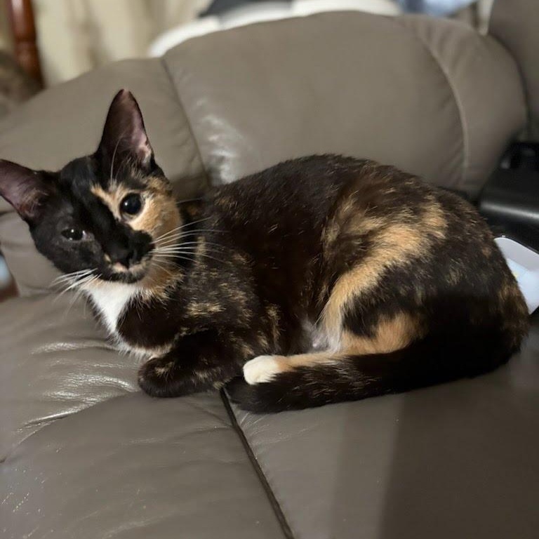 Enlarge Emma-Lee, a ADOPTABLE Domestic Short Hair in Oswego, NY image 2/4