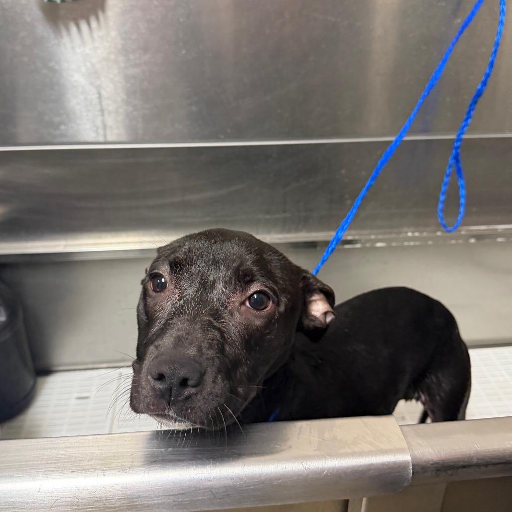 Nena, Adoptable, Young Female Pit Bull Terrier & Mixed Breed.