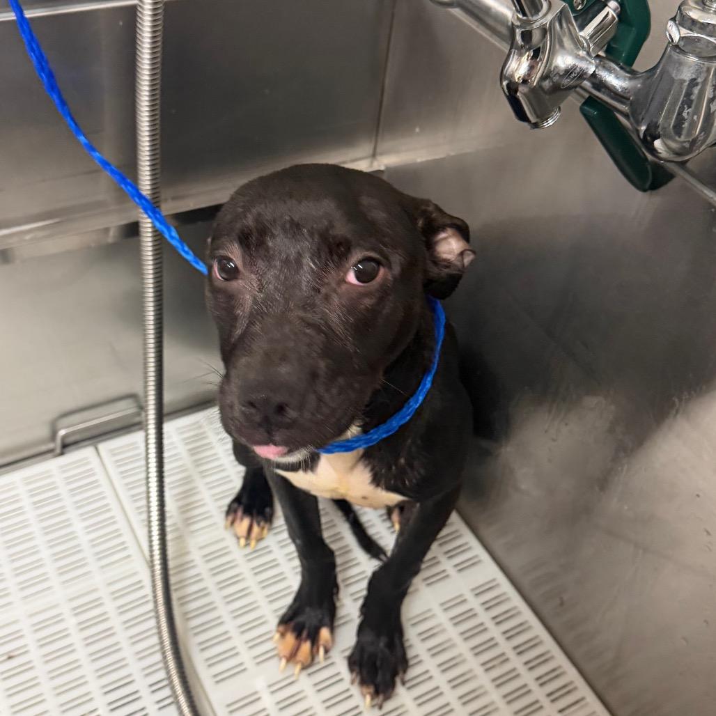 Enlarge Nena, a Adoptable mixed breed in Bryan, TX image 3/3