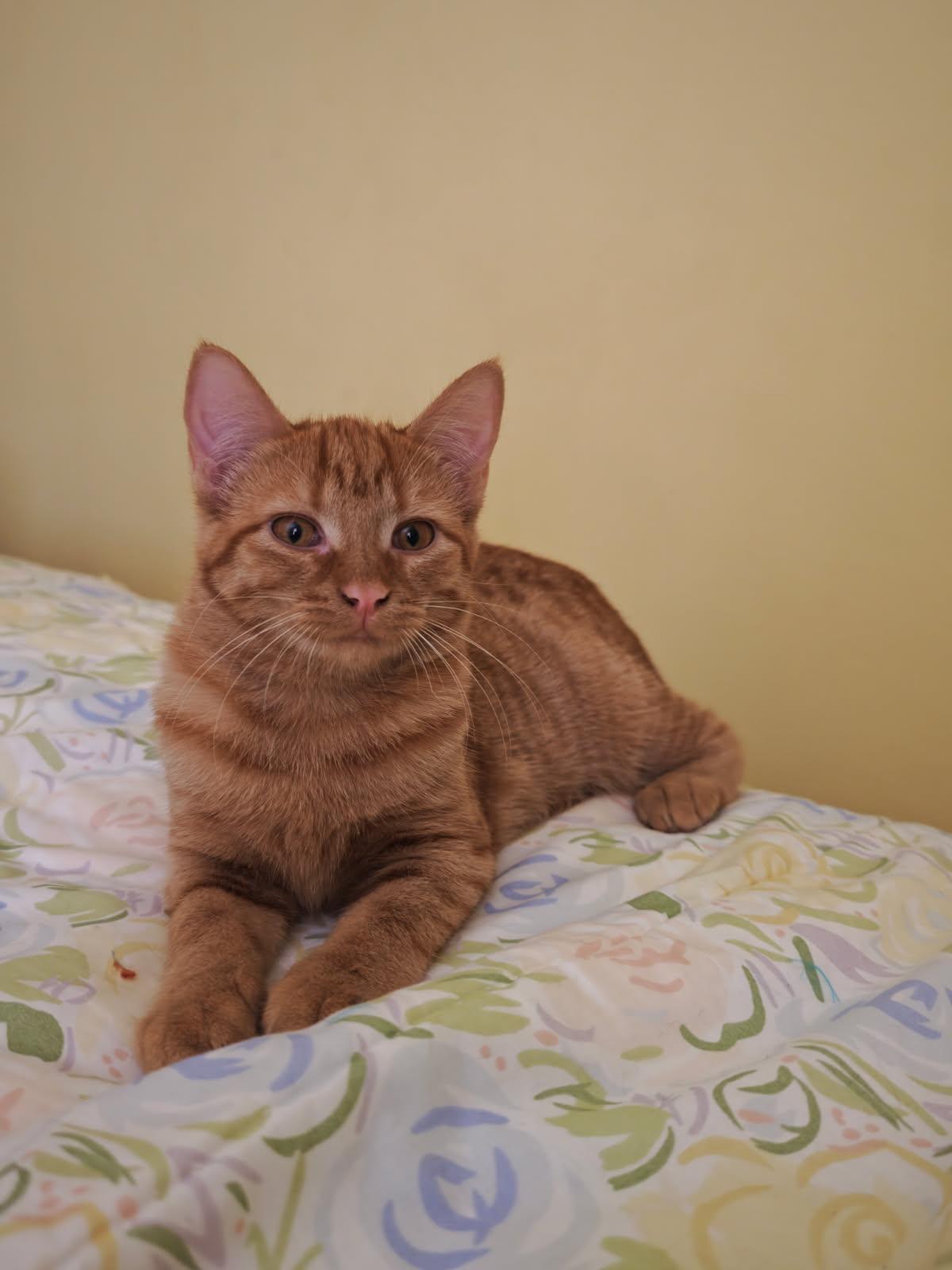 MARIGOLD, Adoptable, Young Female Tabby & Domestic Short Hair.