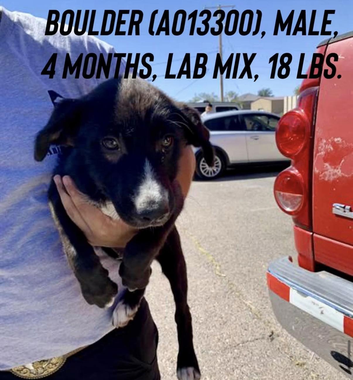 Boulder, Adoptable, Puppy Male Border Collie & Labrador Retriever.