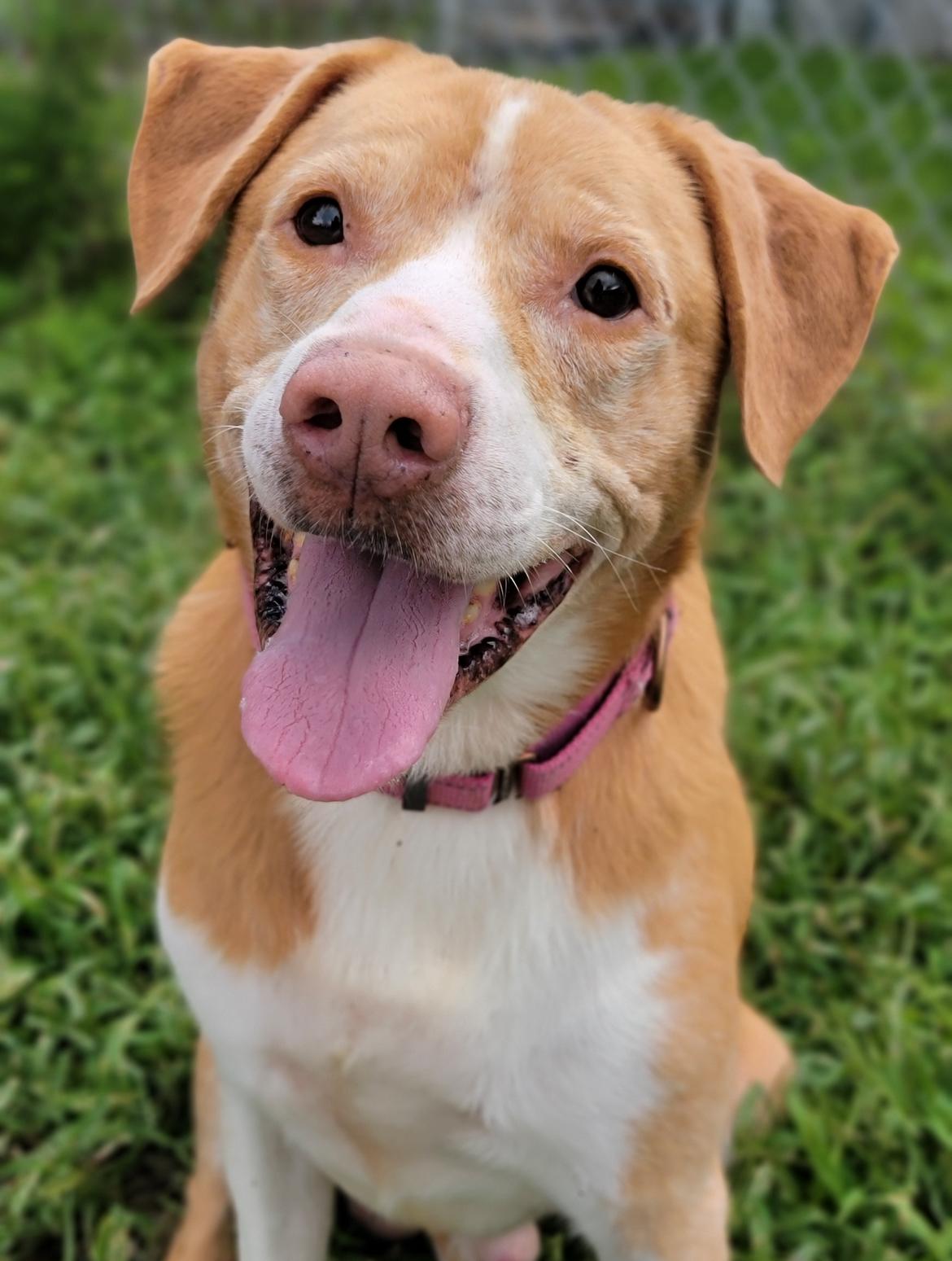 Apollo, ADOPTABLE, Adult Male Mixed Breed.