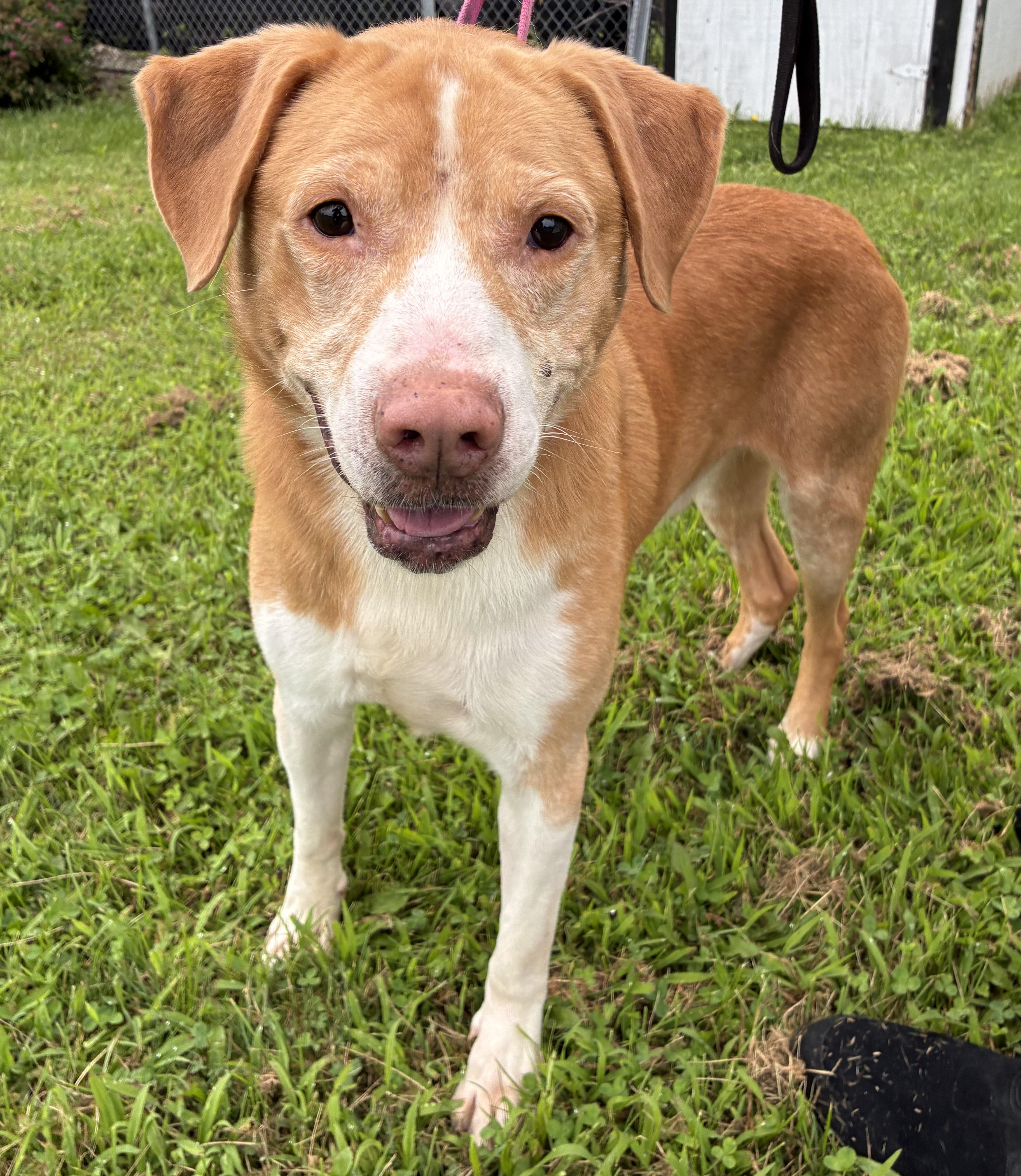 Enlarge Apollo, a ADOPTABLE Mixed Breed in Hornell, NY image 2/2