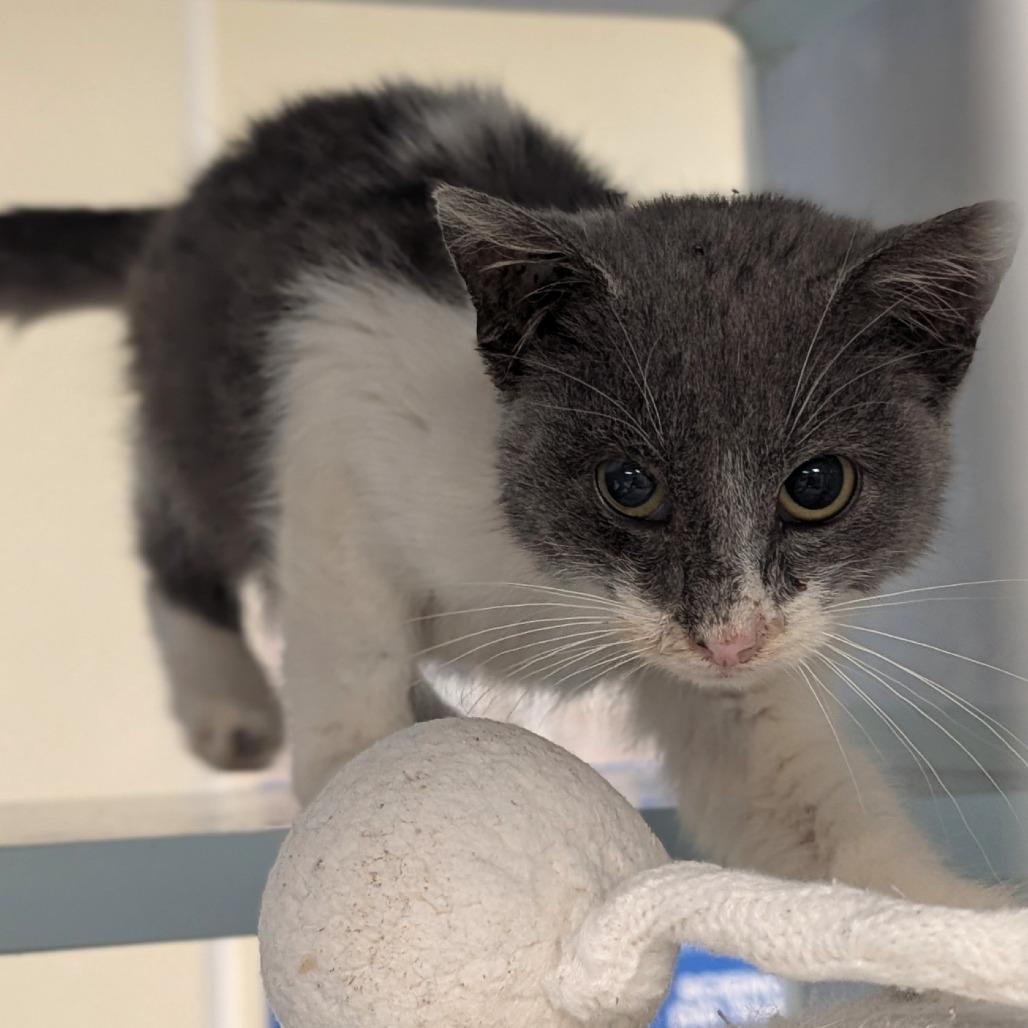 Enlarge Benny, a Adoptable Domestic Short Hair in Buchanan Dam, TX image 1/1