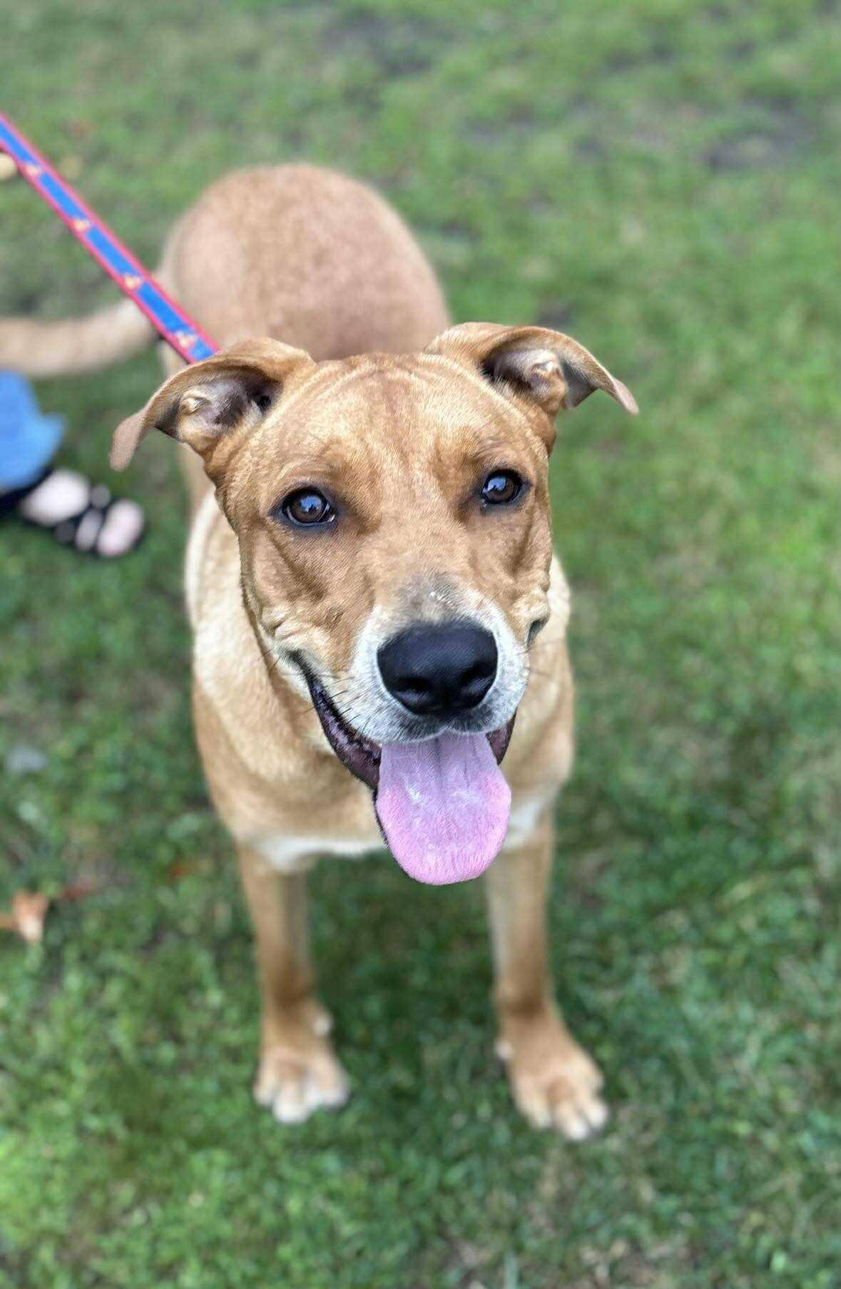 Scooby, a Adoptable mixed breed in London, ON image 2/4