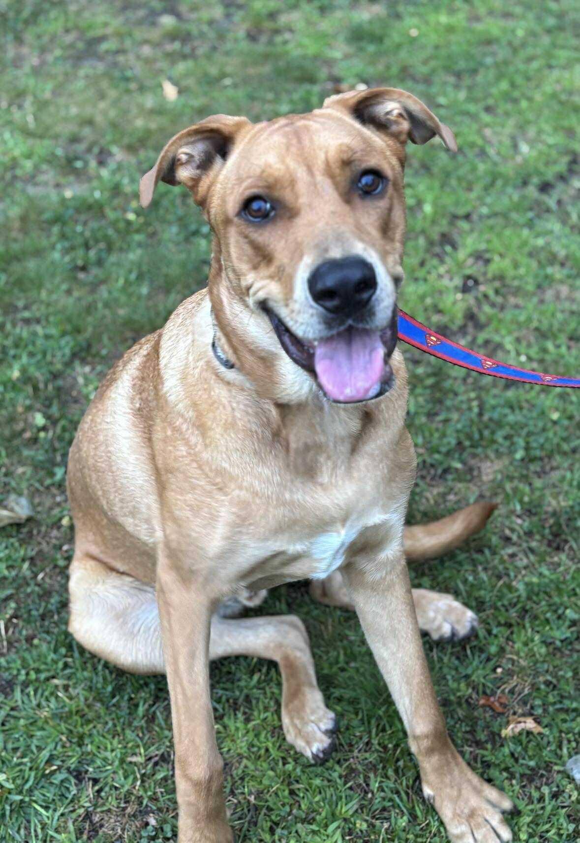 Scooby, a Adoptable mixed breed in London, ON image 3/4
