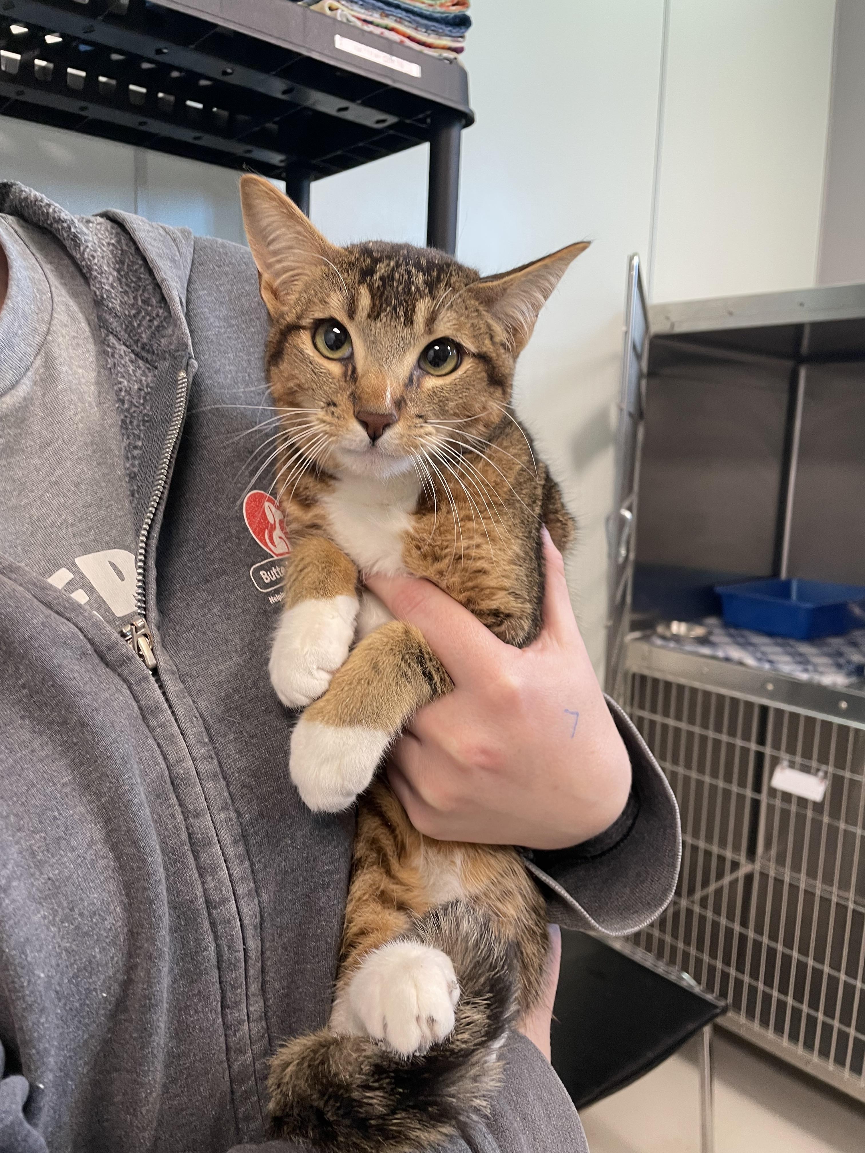 Goldie (Bonded with Birdie), Adoptable, Young Male Domestic Short Hair.