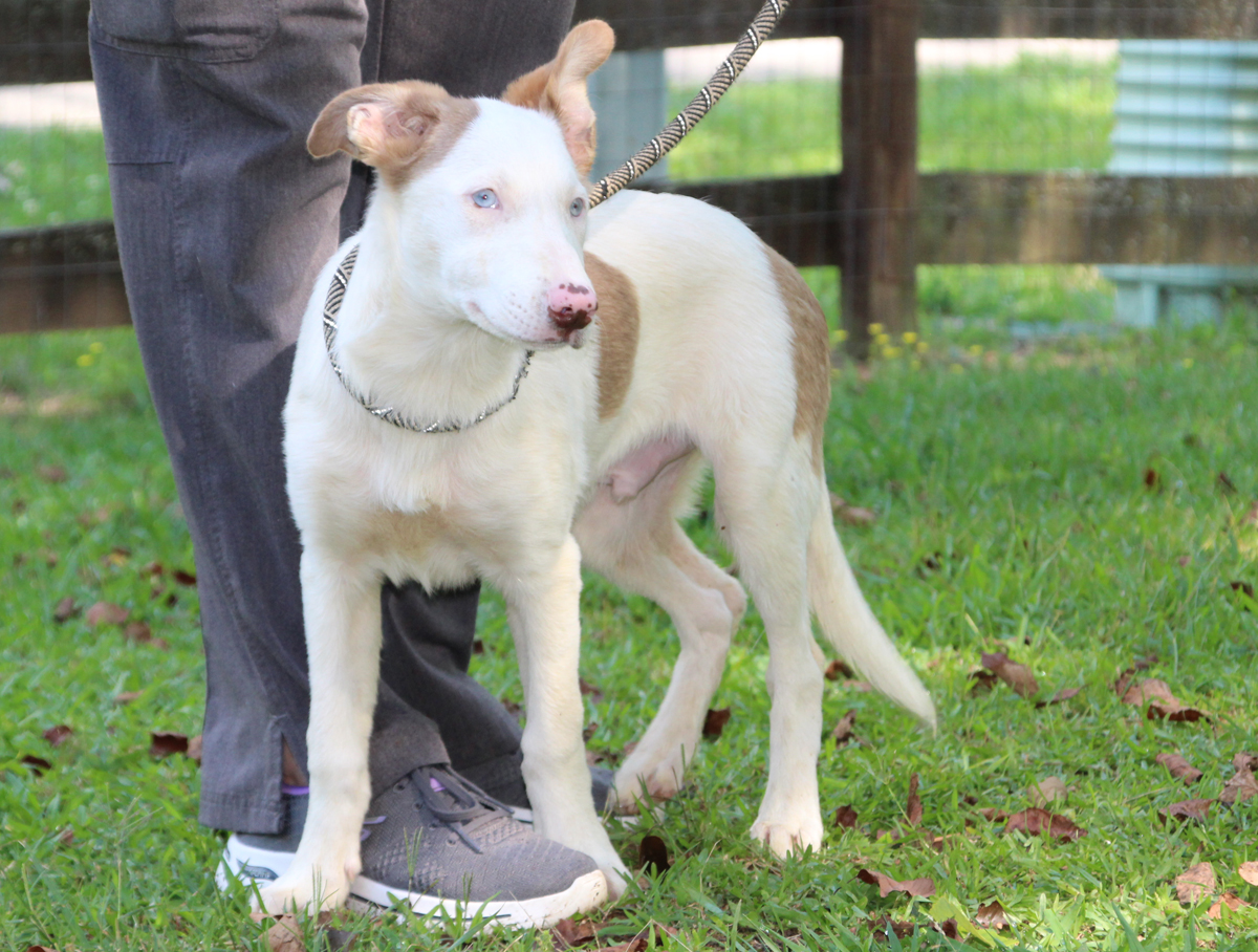 Potter, a Adoptable mixed breed image 1/5