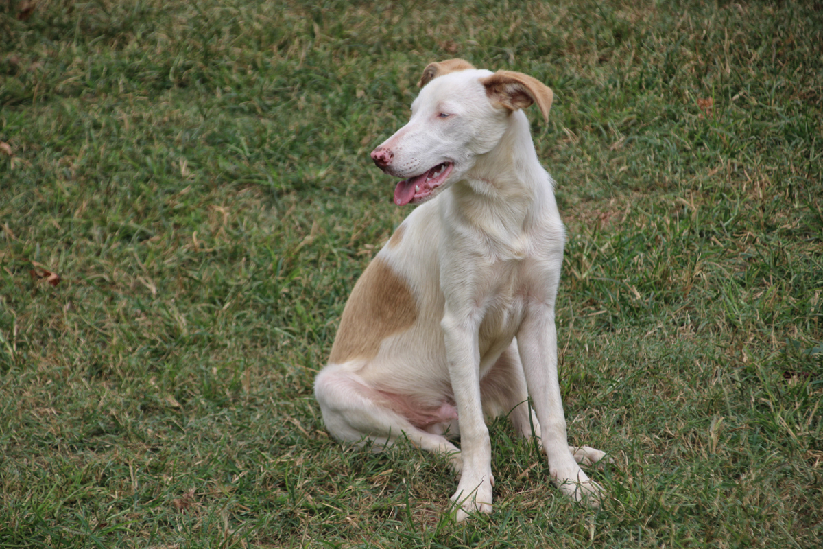 Potter, a Adoptable mixed breed image 2/5