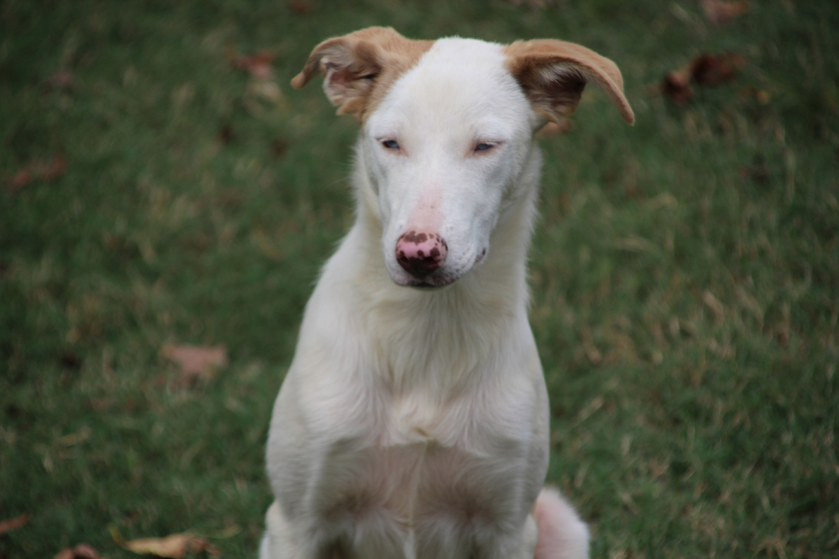 Potter, Adoptable, Young Male Australian Cattle Dog / Blue Heeler.