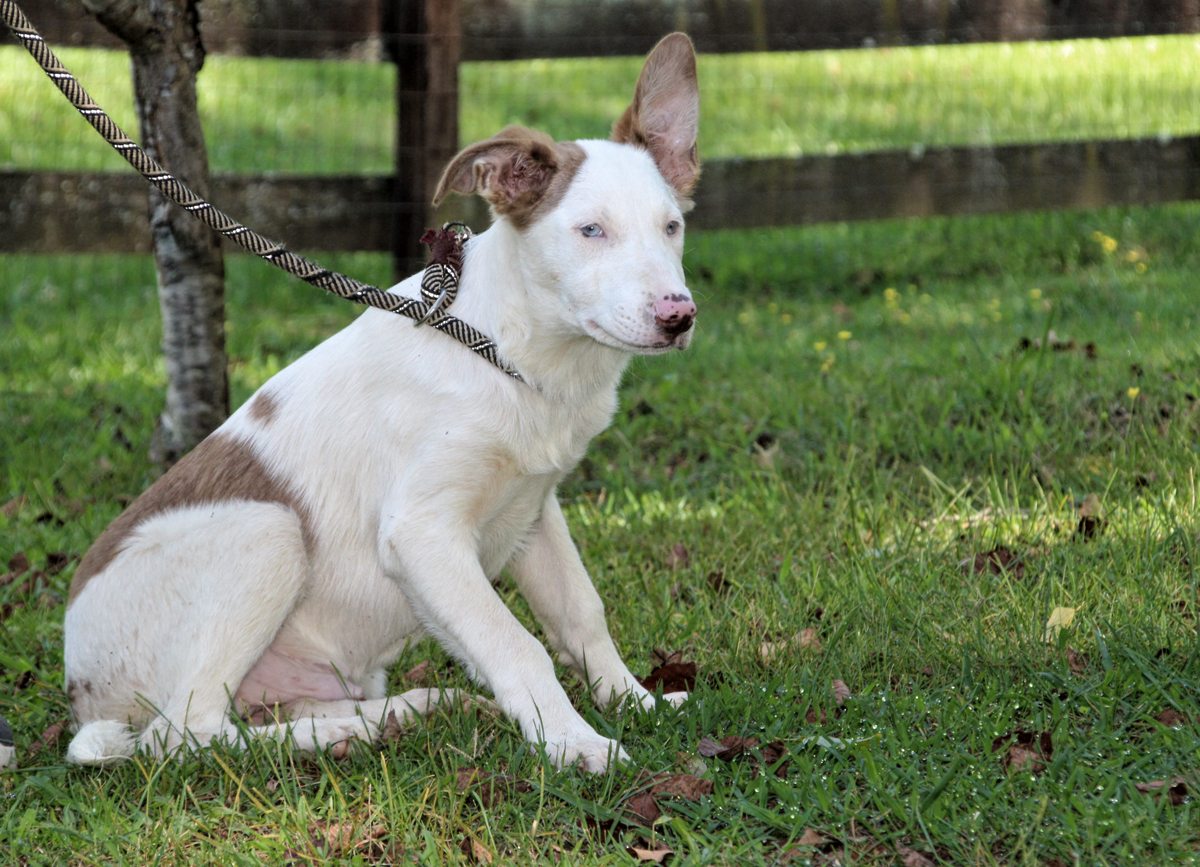 Potter, a Adoptable mixed breed image 4/5