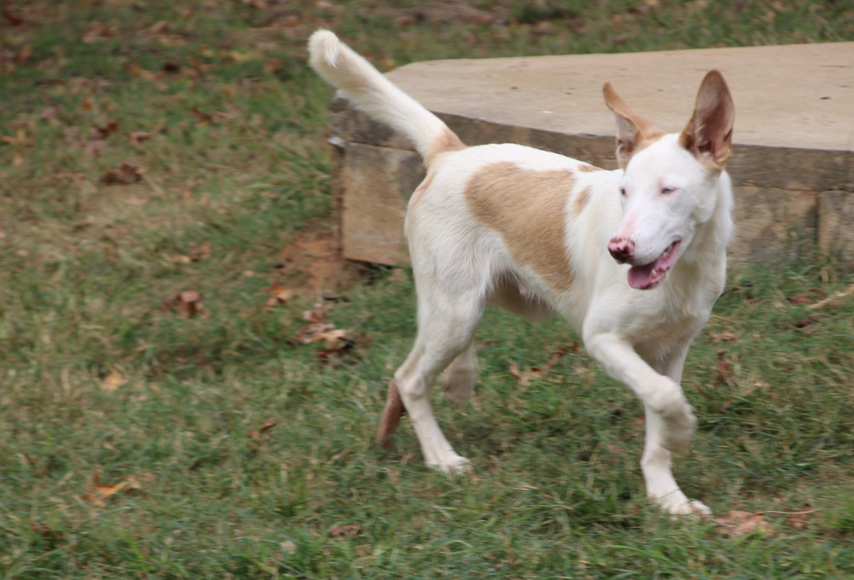 Potter, a Adoptable mixed breed image 5/5