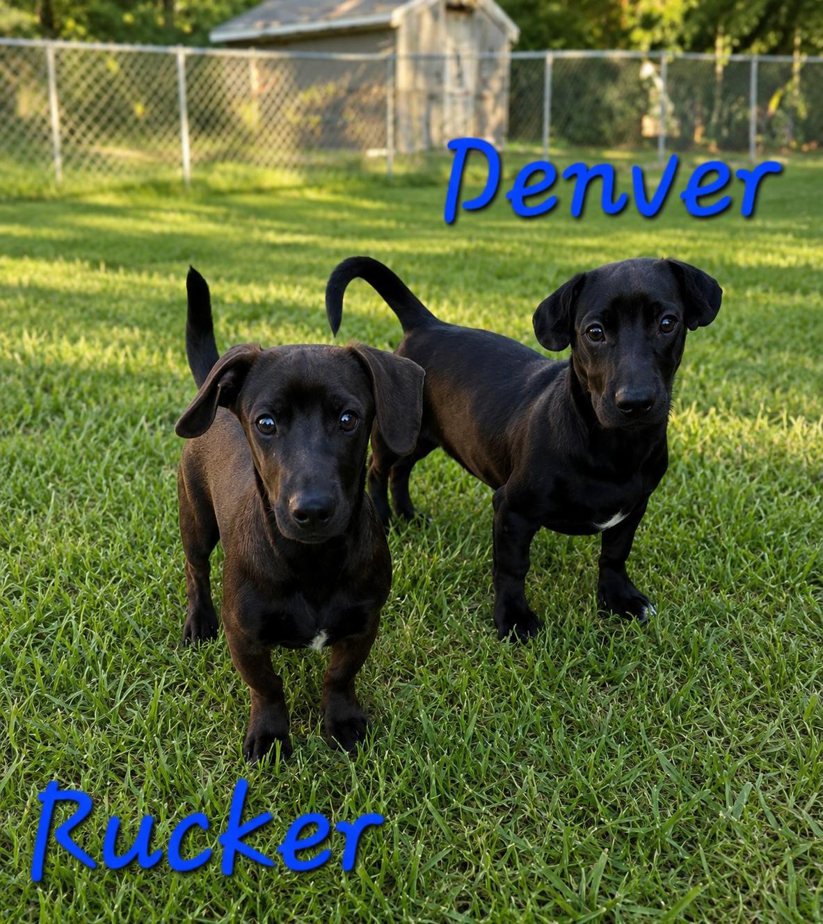Denver, Adopted, Puppy Female Dachshund.