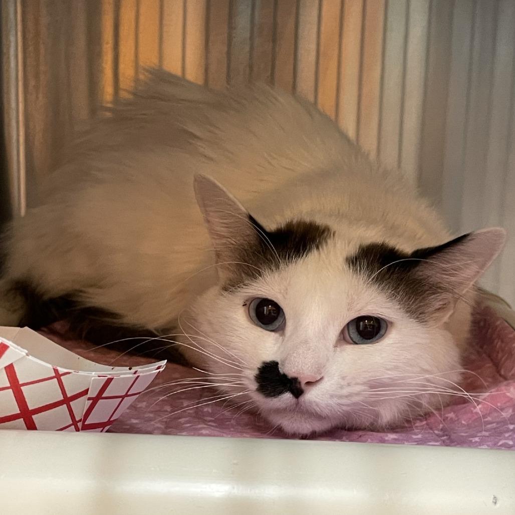 Meeko, Adoptable, Adult Male Domestic Medium Hair.