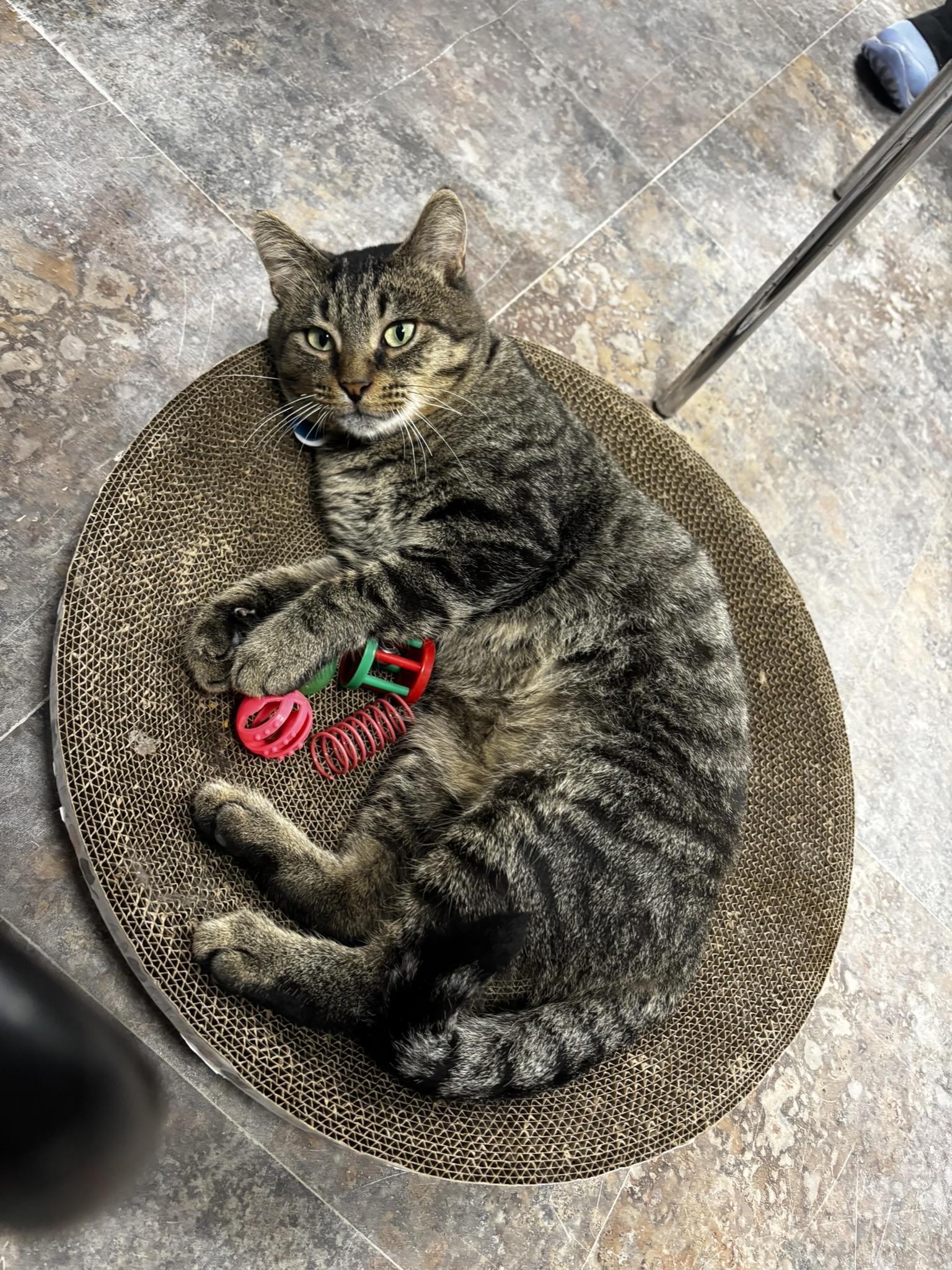 AL G., ADOPTABLE, Adult Male Domestic Short Hair.