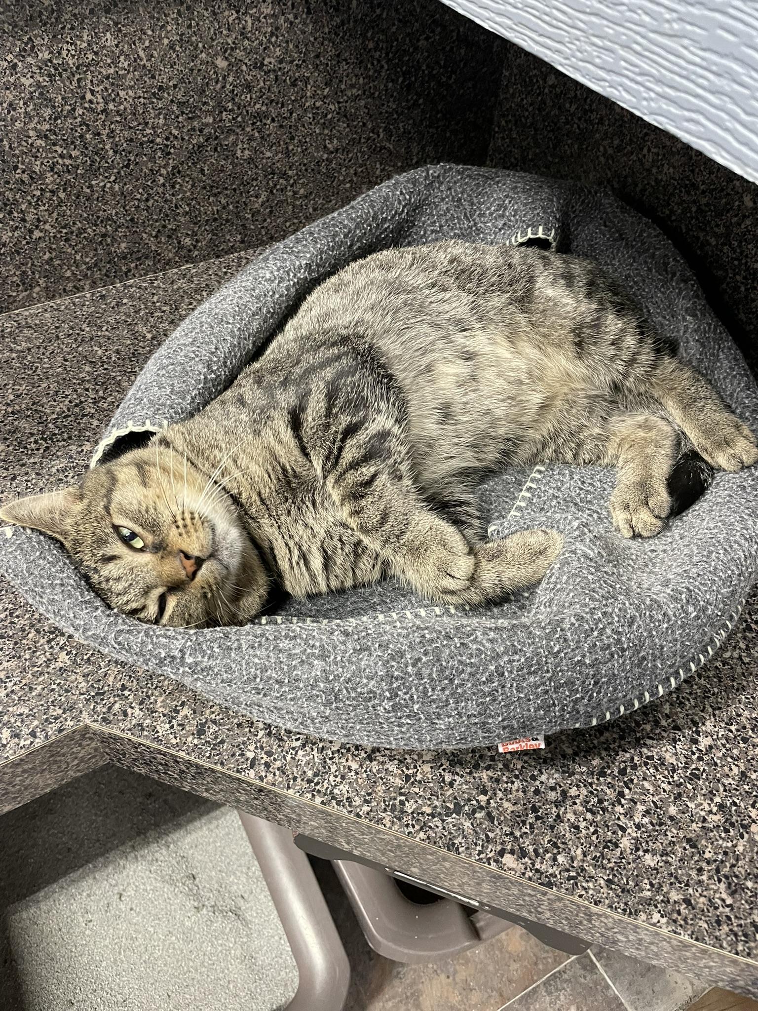 Enlarge AL G., a ADOPTABLE Domestic Short Hair in Grand Rapids, MI image 3/6