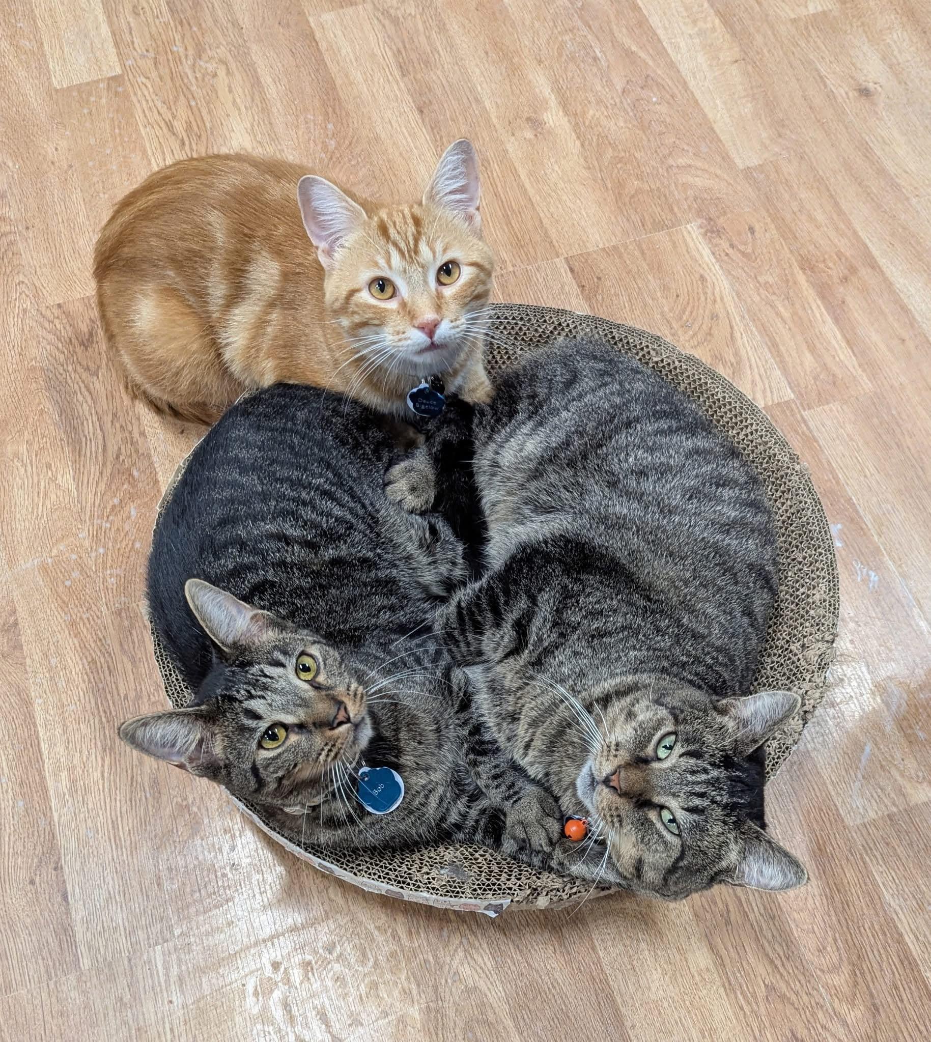 Enlarge AL G., a ADOPTABLE Domestic Short Hair in Grand Rapids, MI image 4/6