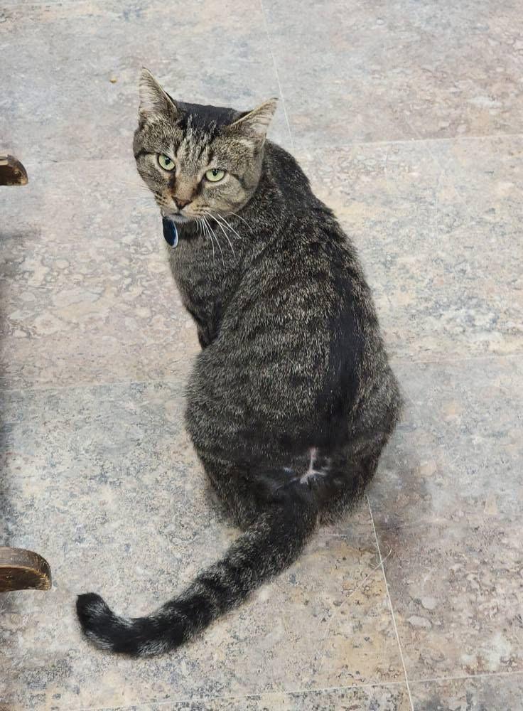 Enlarge AL G., a ADOPTABLE Domestic Short Hair in Grand Rapids, MI image 5/6