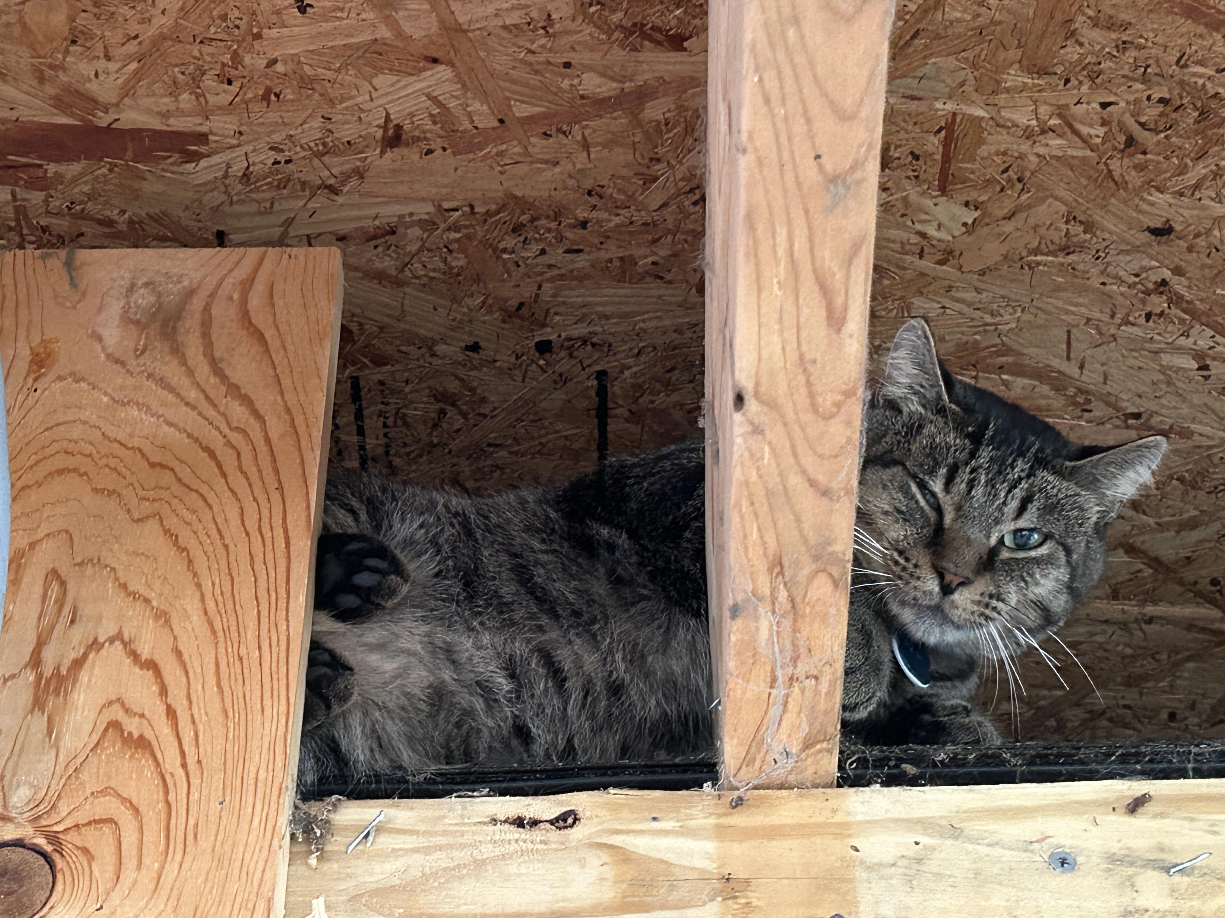 Enlarge AL G., a ADOPTABLE Domestic Short Hair in Grand Rapids, MI image 6/6