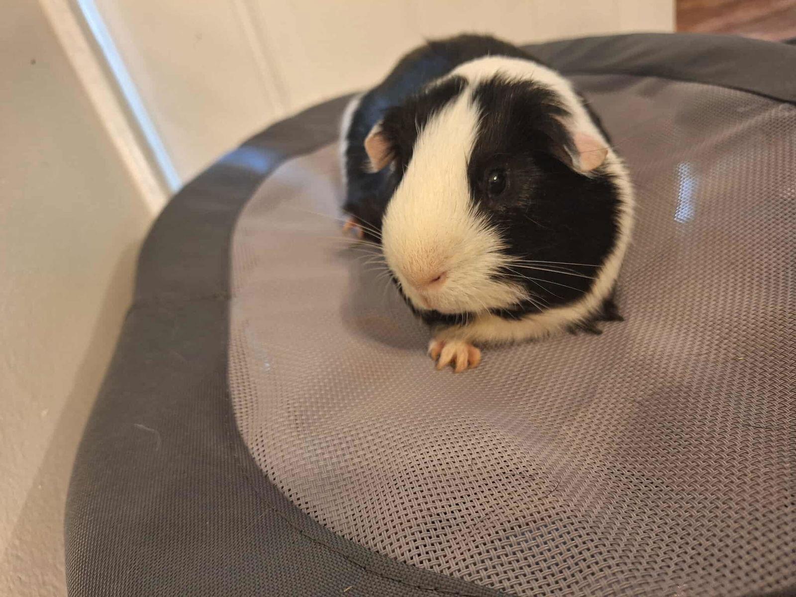 Kia, a Adoptable Guinea Pig in Locust Grove, GA image 1/3