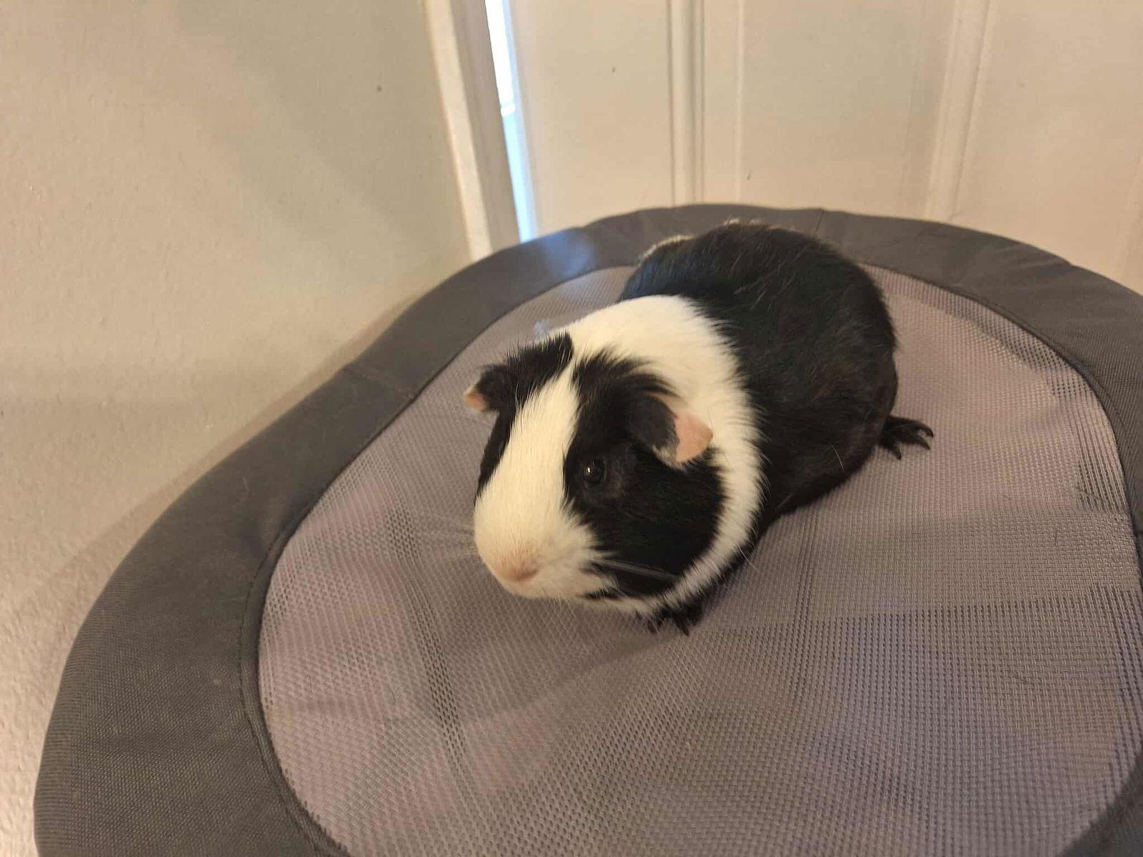 Kia, a Adoptable Guinea Pig in Locust Grove, GA image 2/3