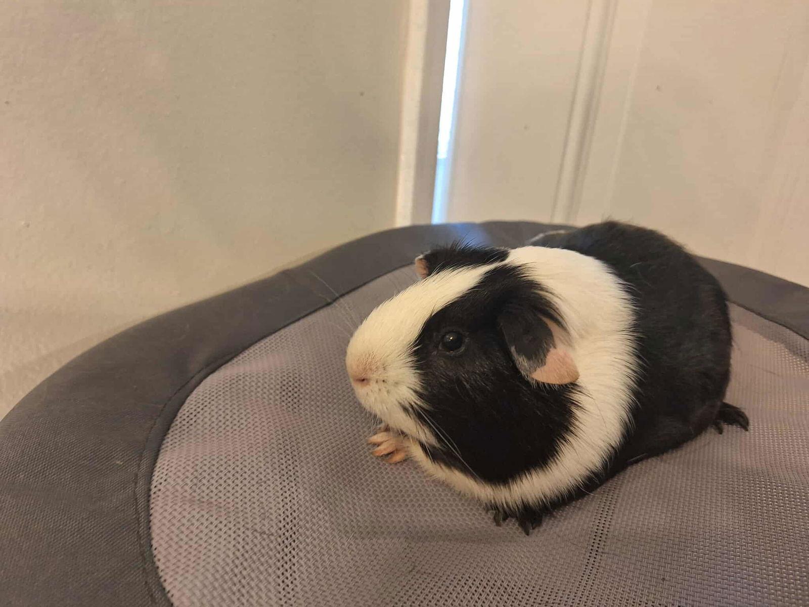 Kia, a Adoptable Guinea Pig in Locust Grove, GA image 3/3