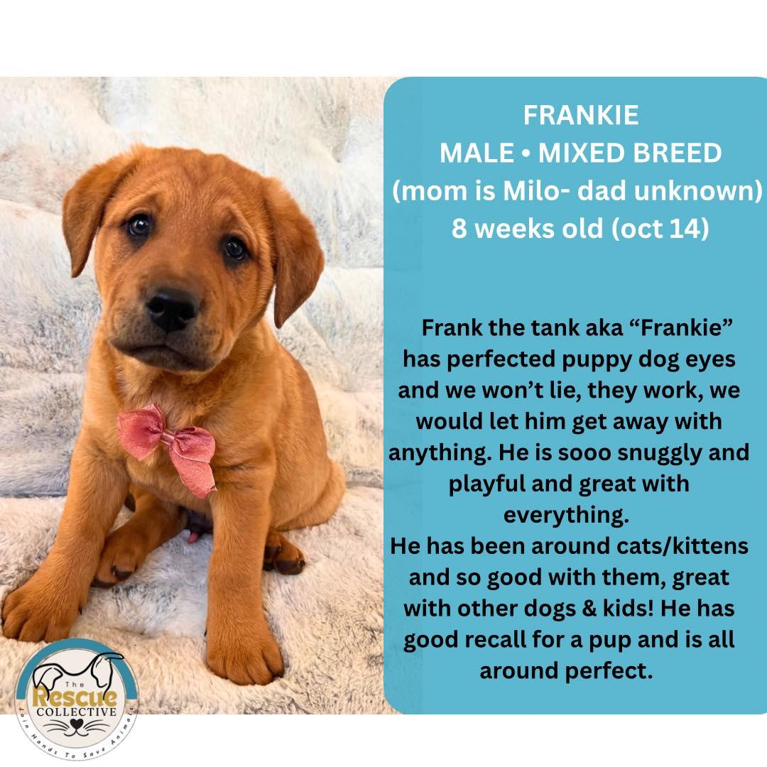 Enlarge Frankie, a Adoptable mixed breed in Clive, AB image 1/1