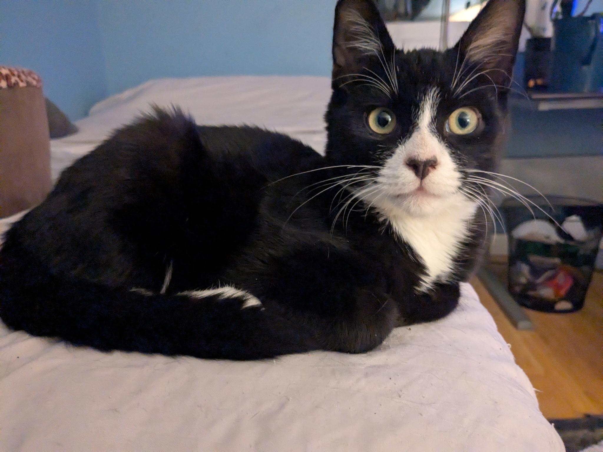 Archie, Adoptable, Young Male American Shorthair.