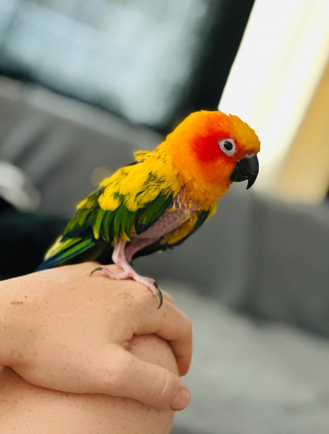 Enlarge Sunny, a Adoptable Conure in Zephyrhills, FL image 2/2