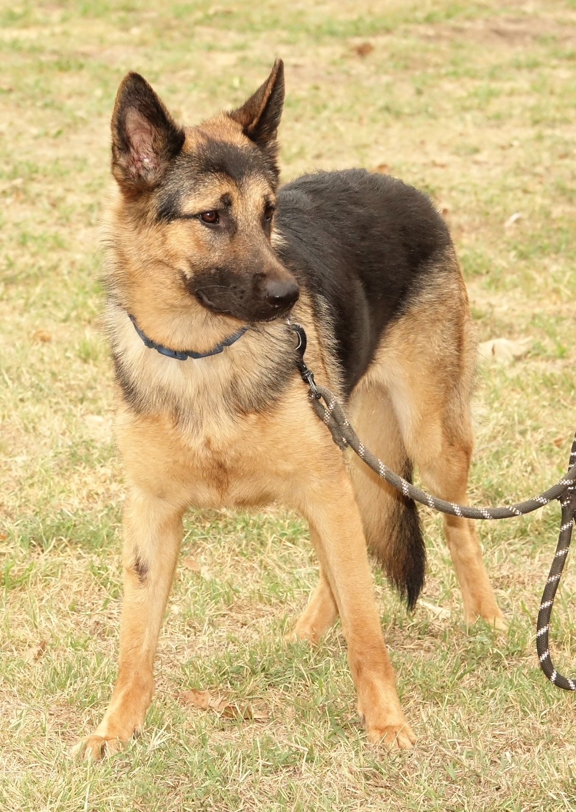 Lonni, a Adoptable German Shepherd Dog in Round Rock, TX image 3/6