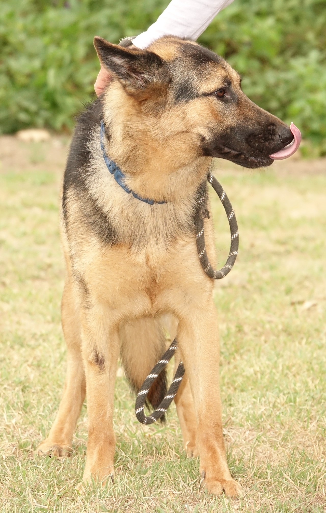Lonni, a Adoptable German Shepherd Dog in Round Rock, TX image 6/6