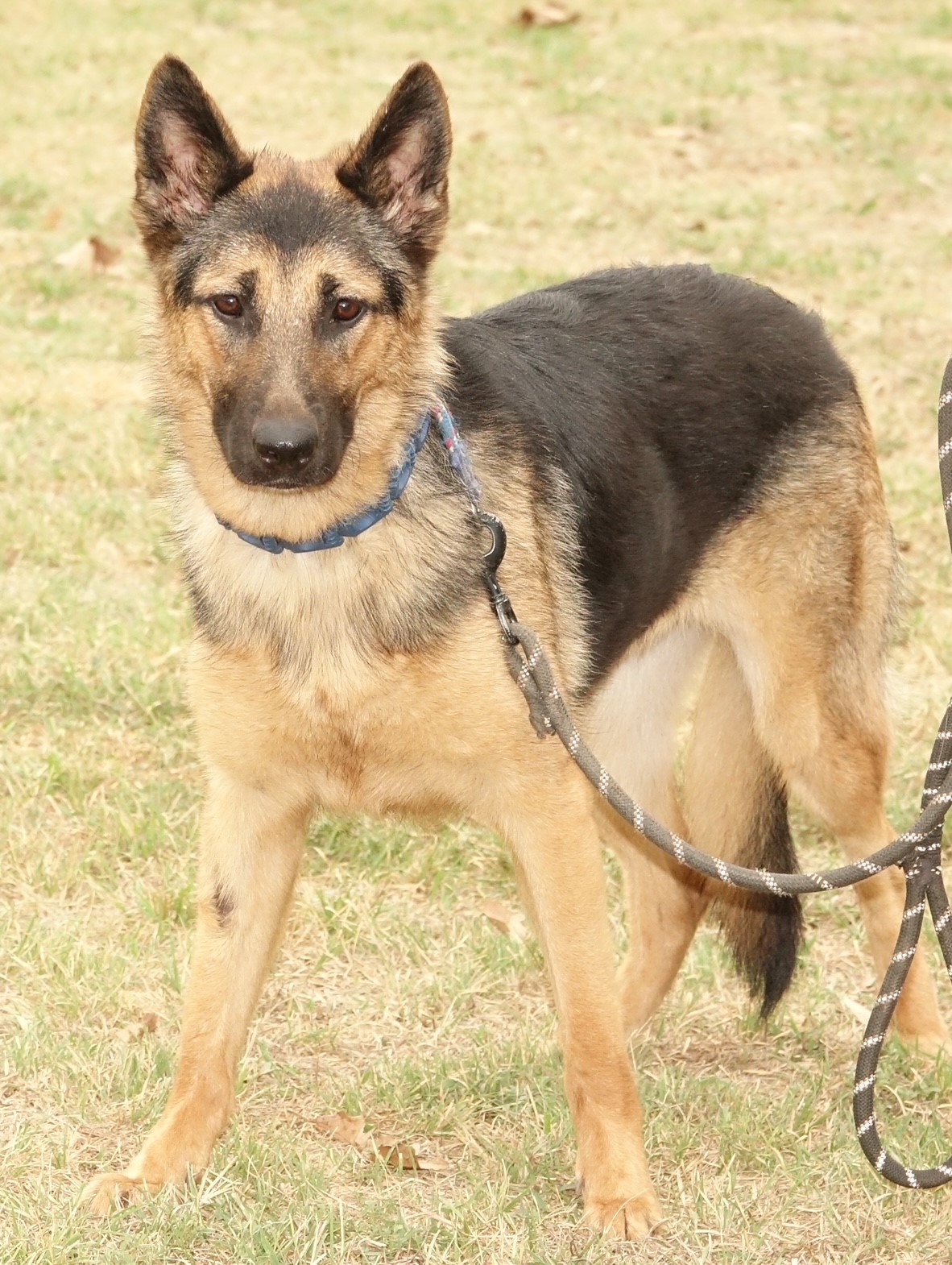 Lonni, a Adoptable German Shepherd Dog in Round Rock, TX image 2/6