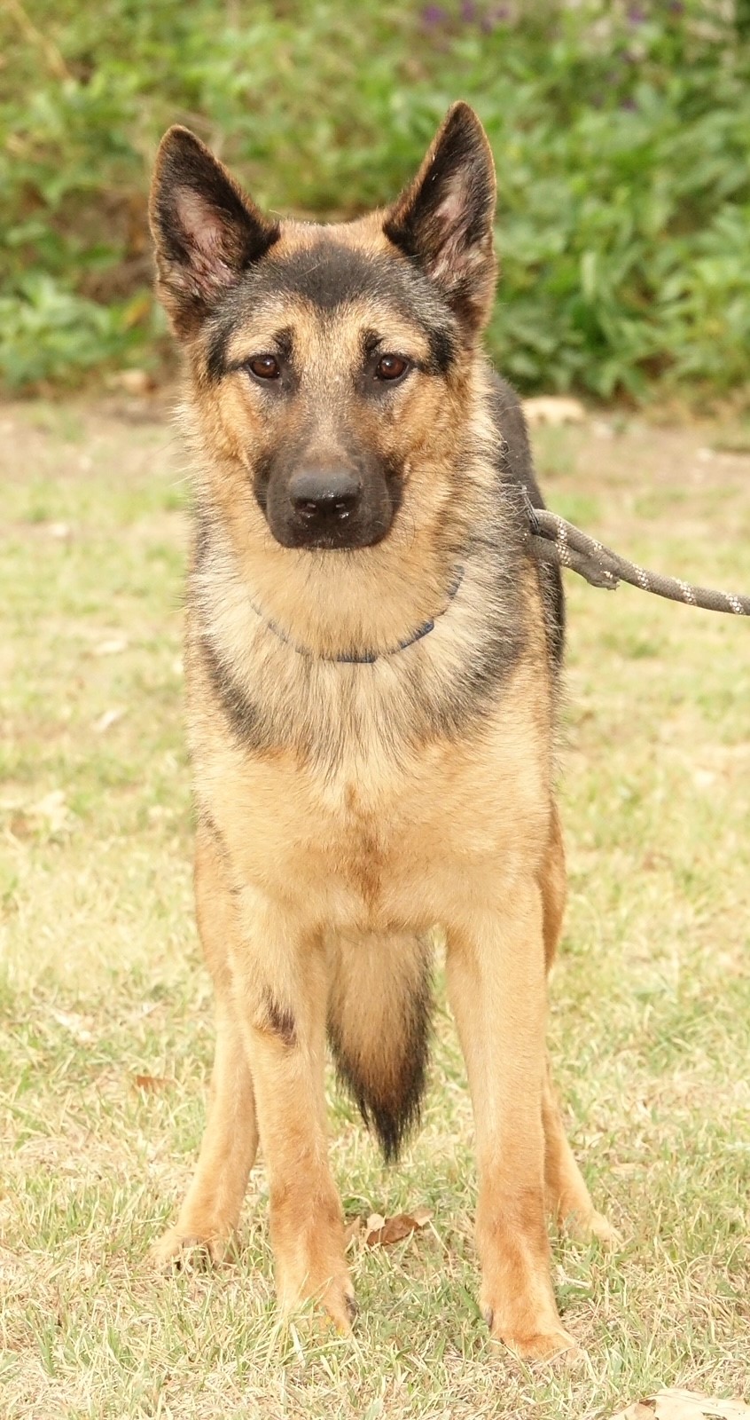 Lonni, a Adoptable German Shepherd Dog in Round Rock, TX image 5/6