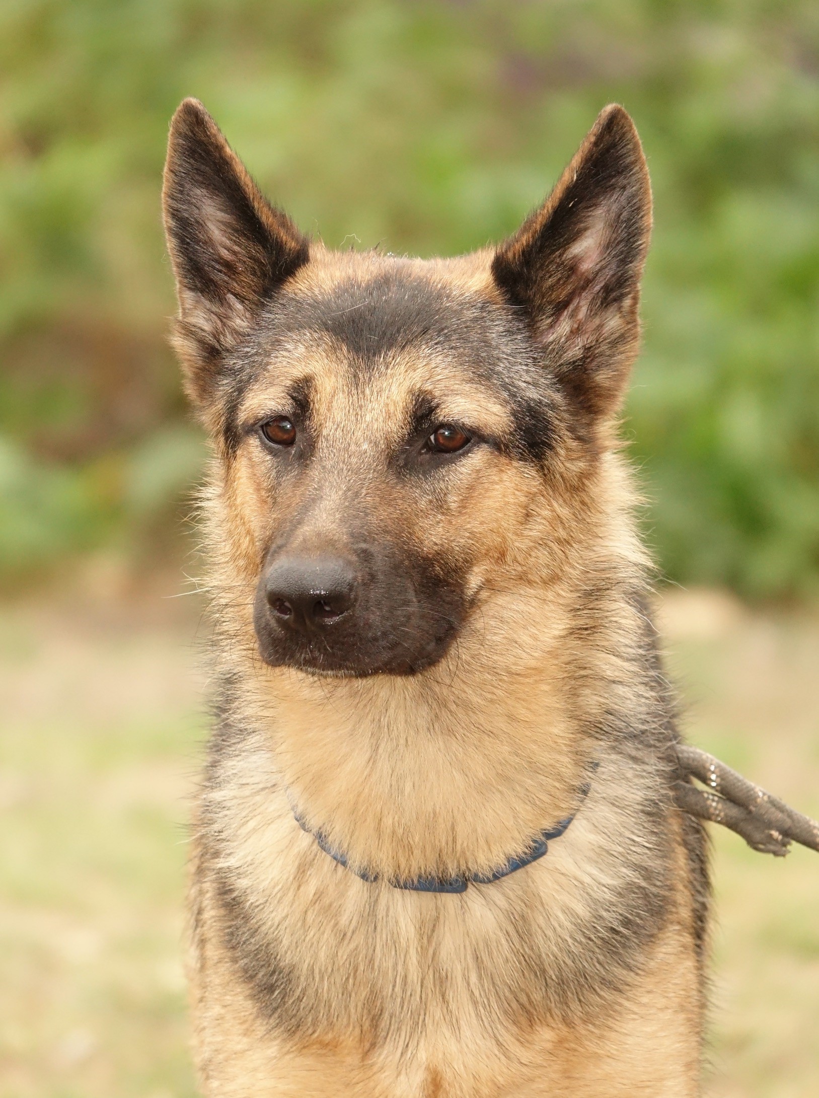 Lonni, a Adoptable German Shepherd Dog in Round Rock, TX image 1/6