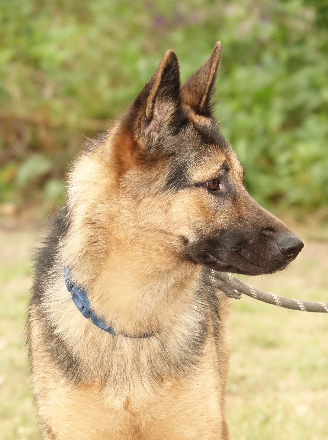 Lonni, a Adoptable German Shepherd Dog in Round Rock, TX image 4/6