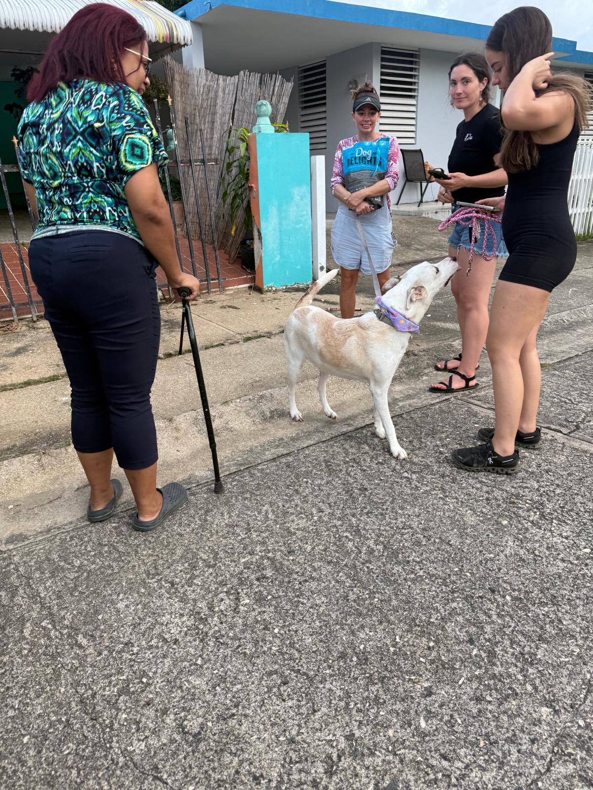Enlarge BLANCA, a Adoptable mixed breed in Tampa, FL image 5/6