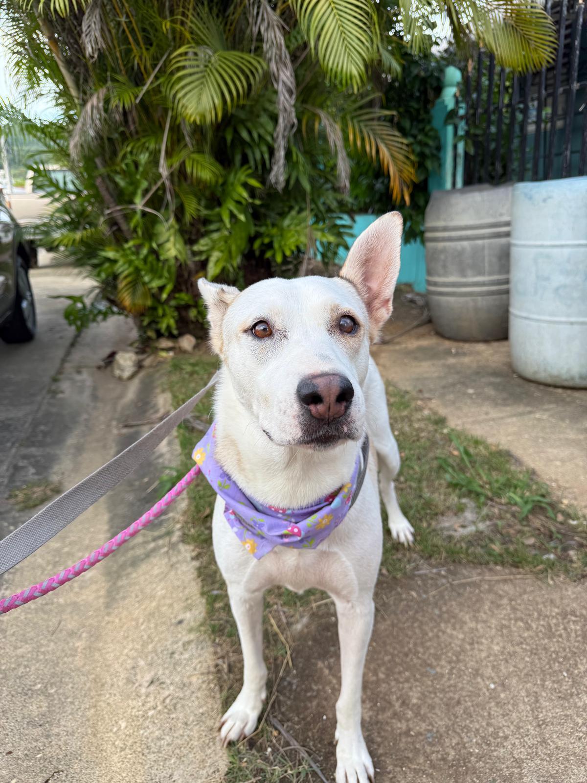 BLANCA, Adoptable, Adult Female Labrador Retriever & Shepherd.