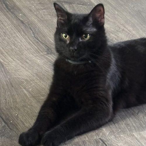 Mistoffalees, Adoptable, Young Male Domestic Short Hair.