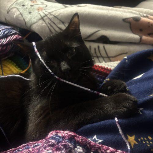 Enlarge Mistoffalees, a Adoptable Domestic Short Hair in Kirksville, MO image 2/5