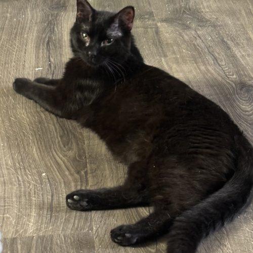 Enlarge Mistoffalees, a Adoptable Domestic Short Hair in Kirksville, MO image 2/5