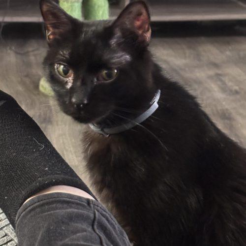 Enlarge Mistoffalees, a Adoptable Domestic Short Hair in Kirksville, MO image 3/5