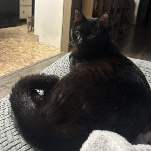 Enlarge Mistoffalees, a Adoptable Domestic Short Hair in Kirksville, MO image 4/5