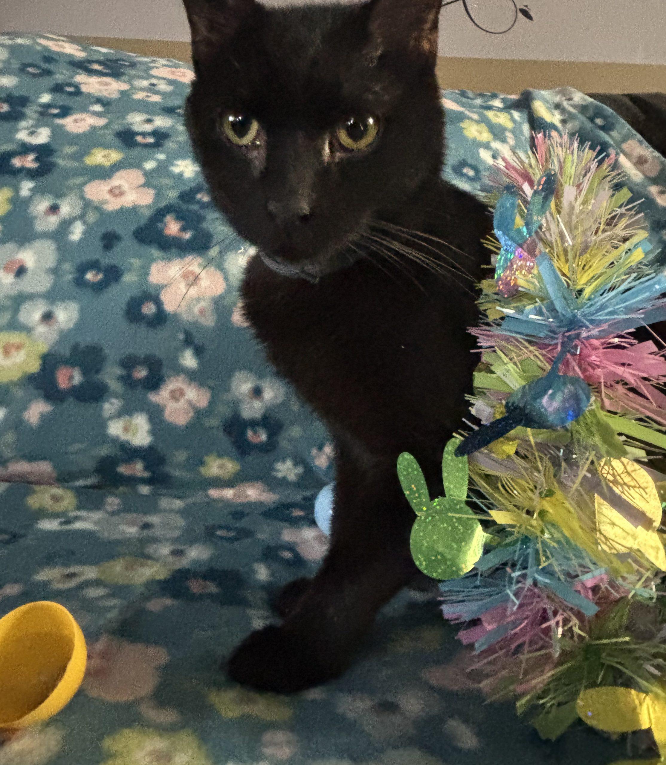 Enlarge Mistoffalees, a Adoptable Domestic Short Hair in Kirksville, MO image 5/5