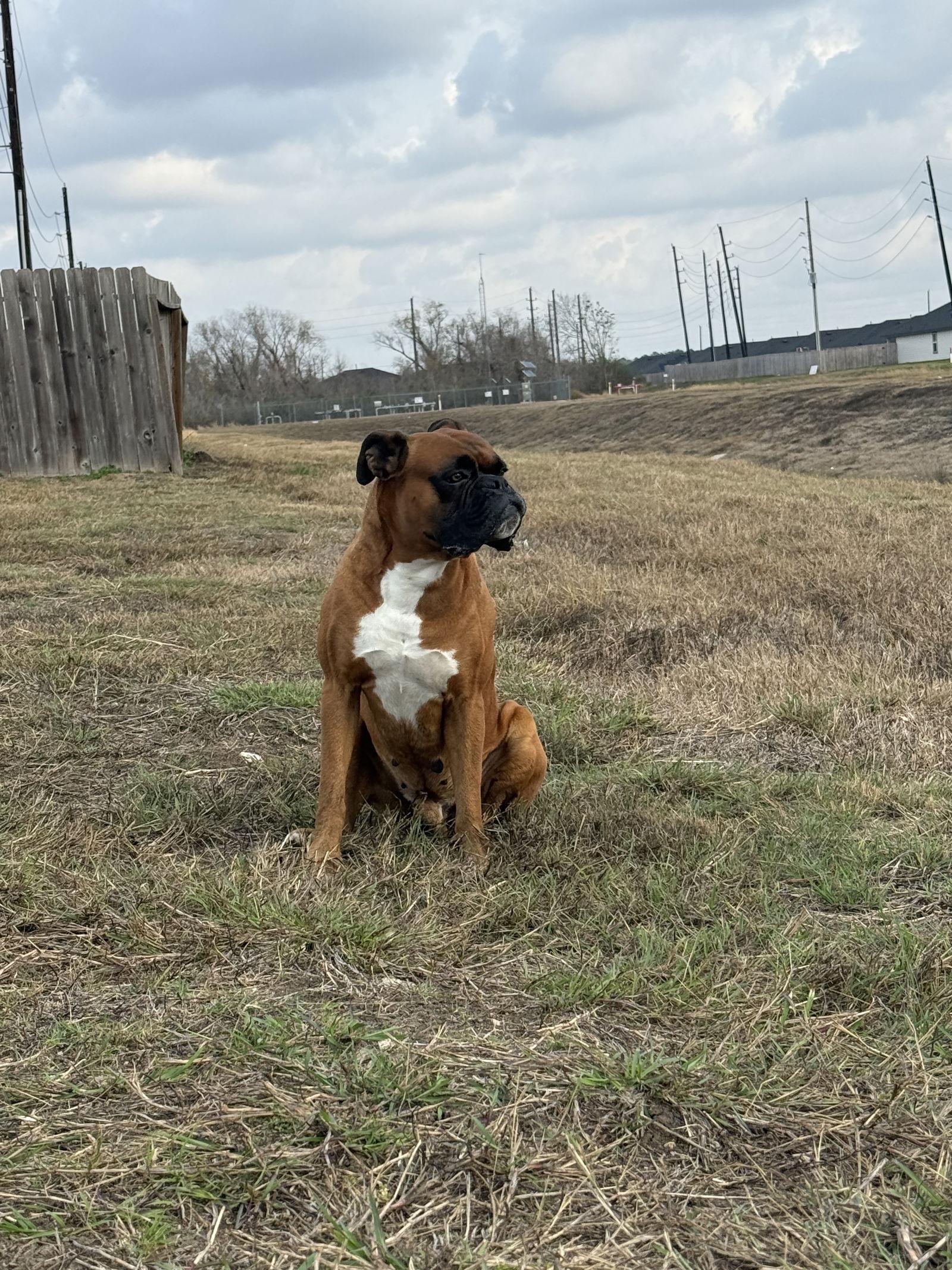 ATLAS, Adoptable, Adult Male Boxer.