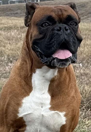 Enlarge ATLAS, a Adoptable Boxer in Katy, TX image 3/3