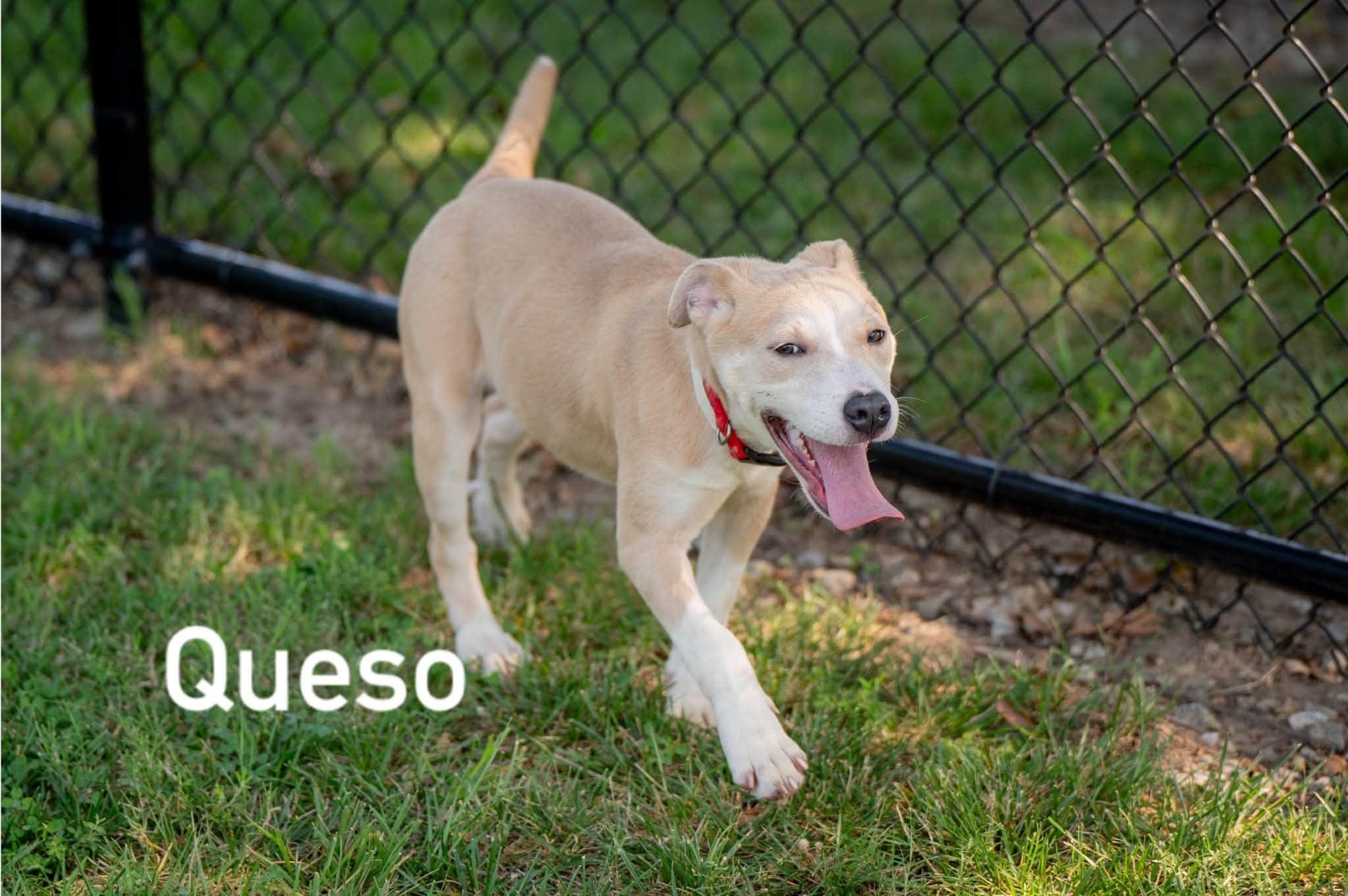 Enlarge Queso, a ADOPTABLE mixed breed in Douglas, MA image 4/5
