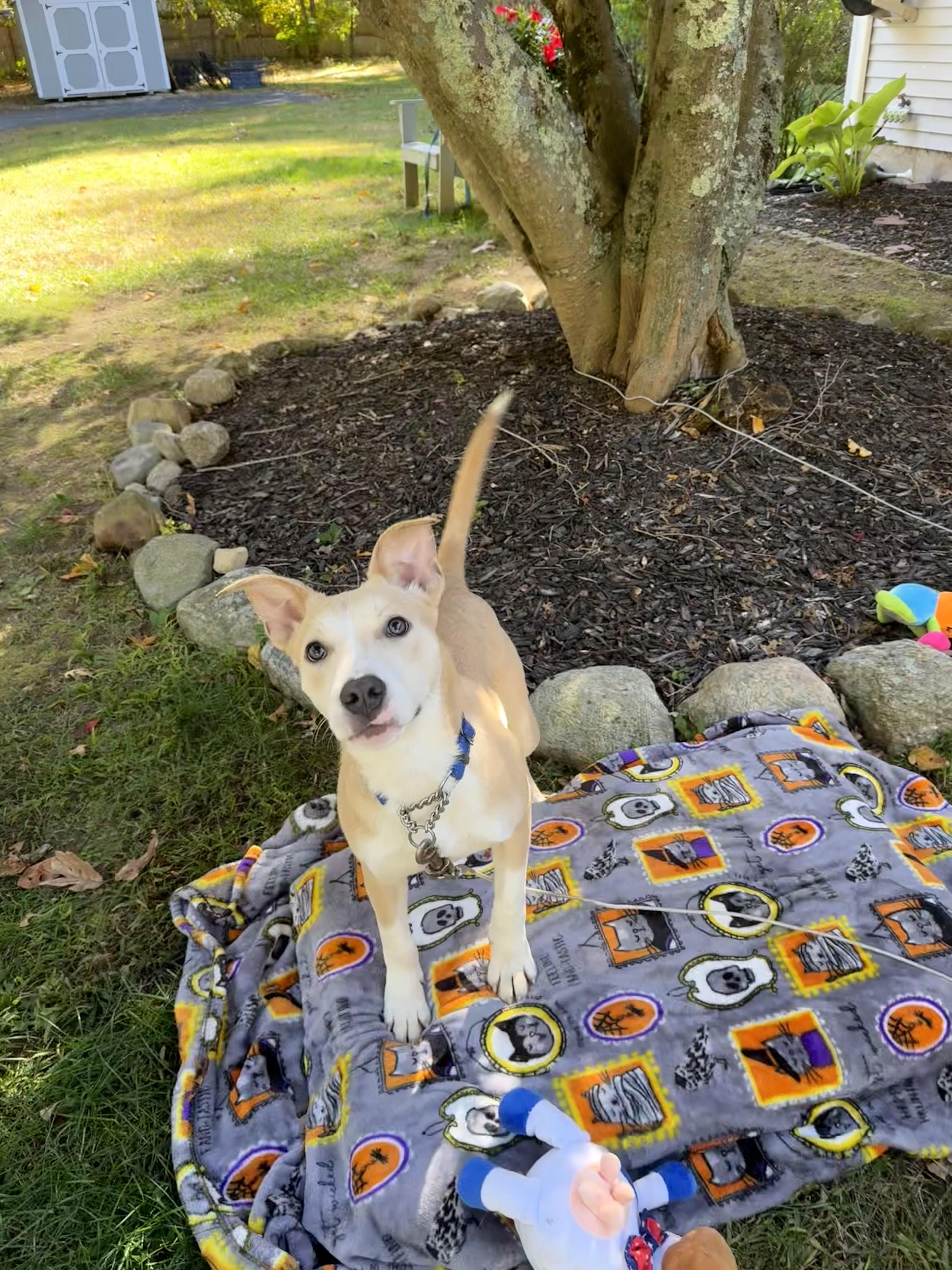 Enlarge Queso, a Adoptable mixed breed in Douglas, MA image 5/6
