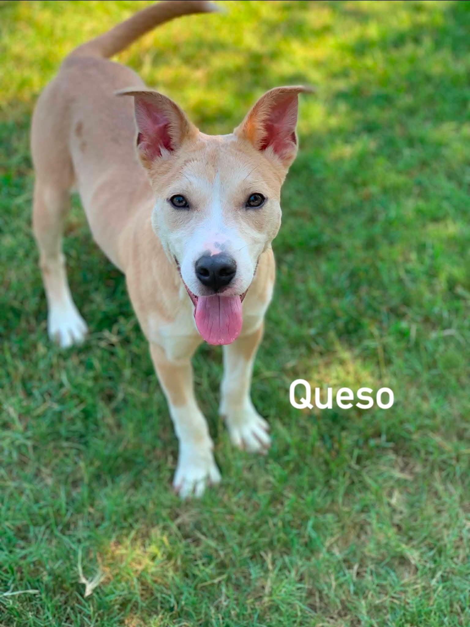 Enlarge Queso, a ADOPTABLE mixed breed in Douglas, MA image 2/5
